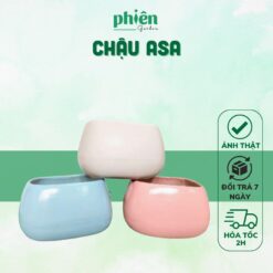 Chậu asa, chậu méo, Chậu gốm tráng men Bát Tràng