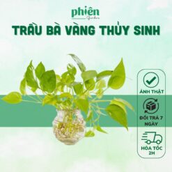 [HOẢ TỐC] Cây Trầu Bà Vàng Thủy Sinh, Cây Để Bàn Kèm Chậu Thủy Tinh Trang Trí