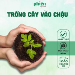 Trồng cây vào chậu, đã kèm phân bón