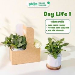 Hộp Quà Cây May Mắn, Ly Thủy Tinh và Hoa Vĩnh Cữu Kèm Túi Quai Xách Quà Tặng Đồng Nghiệp, Doanh Nghiệp, Đối Tác, Bạn Bè
