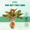 [HOẢ TỐC] Chậu Cây Phú Quý Thủy Sinh, Chậu Cây Thủy Sinh Để Bàn Chậu Thủy Tinh Trang Trí