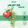 Cây Lan Hạt Dưa kèm chậu ốc treo, Cây Lan Đô La Lá Rũ