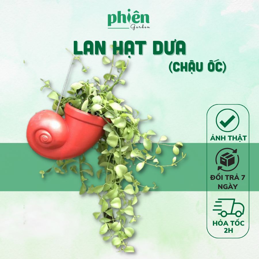Cây Lan Hạt Dưa kèm chậu ốc treo, Cây Lan Đô La Lá Rũ